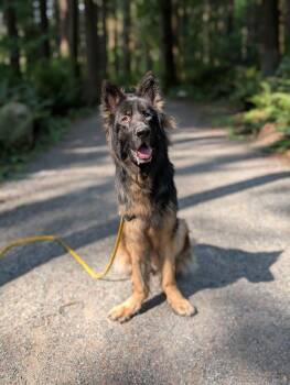 Rescue German Shepherd Dog Dogs for Adoption in Coquitlam, British Columbia - Dodger | PetCurious