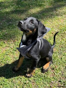 German Shepherd Dog and Doberman Pinscher Dogs Available for Adoption in Wilmington, North Carolina - Damien | PetCurious