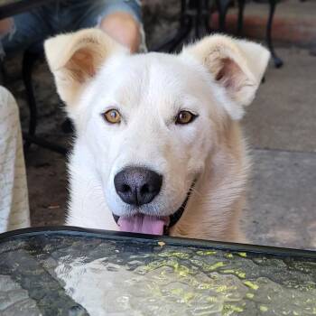 Max -  Labrador Retriever Dog Available for Adoption in Bella Vista, Arkansas - Max | PetCurious