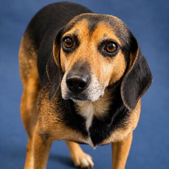 Coral -  Beagle Dog for Adoption in Hughesville, Maryland - Coral | PetCurious