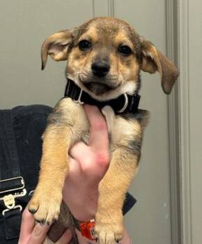 Terrier and Dachshund Dogs Available for Adoption - Pocket | PetCurious