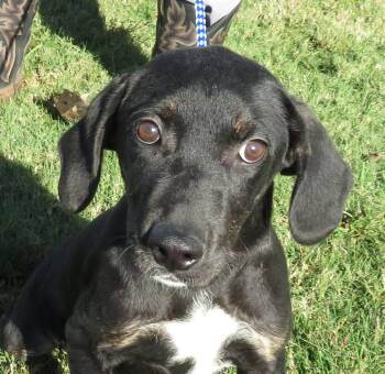 Rescue Labrador Retriever Dogs for Adoption in Hernando, Mississippi - Miley | PetCurious