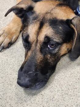 BEAR -  German Shepherd Dog and Mixed Breed Dog for Adoption in Newton, North Carolina - BEAR | PetCurious
