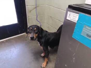 SHUKA -  Doberman Pinscher and Mixed Breed Dog for Adoption in Tulsa, Oklahoma - SHUKA | PetCurious