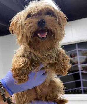 Willa -  Yorkshire Terrier Dog for Adoption in Thompson Falls, Montana - Willa | PetCurious
