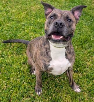 Boxer and Mastiff Dogs Available for Adoption in Akron, Ohio - BUCKAROO | PetCurious