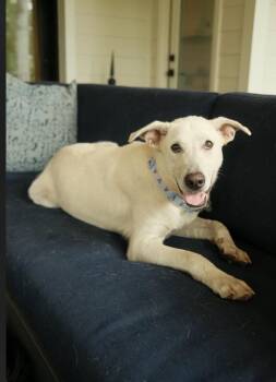 Bentley- Sweet, gentle lab boy looking for love. -  Yellow Labrador Retriever Dog for Adoption in Conway, South Carolina - Bentley- Sweet, Gentle Lab Boy Looking For Love. | PetCurious