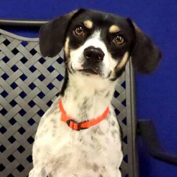 Clyde -  Beagle Dog for Adoption in Midland, Texas - Clyde | PetCurious