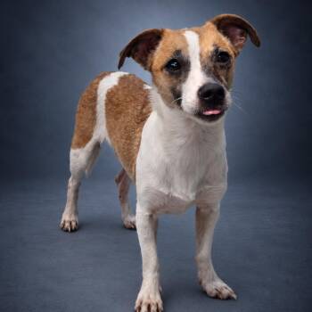 Sydney -  Feist and Mixed Breed Dog for Adoption in Newport, Tennessee - Sydney | PetCurious