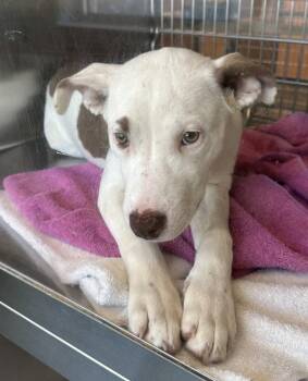 Pit Bull Terrier Dogs Available for Adoption in Lawrenceville, Georgia - Pen 229 Mary | PetCurious