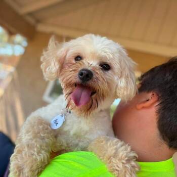 Ace -  Poodle Dog for Adoption in Ramona, California - Ace | PetCurious