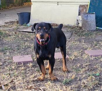 ZUKO -  Rottweiler Dog for Adoption in San Antonio, Texas - ZUKO | PetCurious