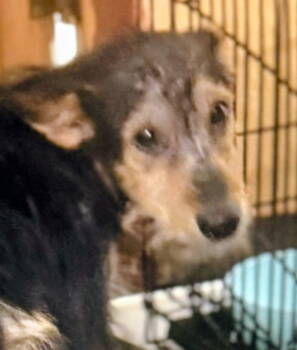 Rescue Wire Fox Terrier Dogs for Adoption in Oakland Park, Florida - Roger | PetCurious