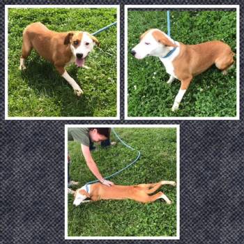 LANEY WILSON -  Mixed Breed Dog for Adoption in Buckhannon, West Virginia - LANEY WILSON | PetCurious