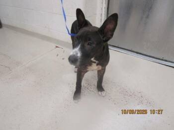 (16) -  Pit Bull Terrier Dog for Adoption in Marietta, Georgia - (16) | PetCurious