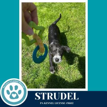 Labrador Retriever and Terrier Dogs Available for Adoption in Kimberton, Pennsylvania - Strudel (The Bakery Bunch) 041126 | PetCurious