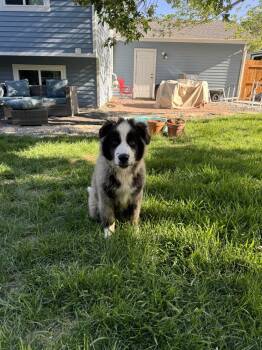 Chester -  Great Pyrenees Dog for Adoption in Denver, Colorado - Chester | PetCurious
