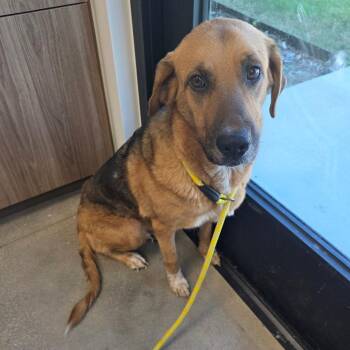 Penny -  Shepherd Dog for Adoption in Sand Springs, Oklahoma - Penny | PetCurious