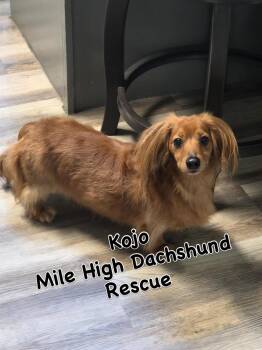Kojo -  Dachshund Dog for Adoption in Westminster, Colorado - Kojo | PetCurious