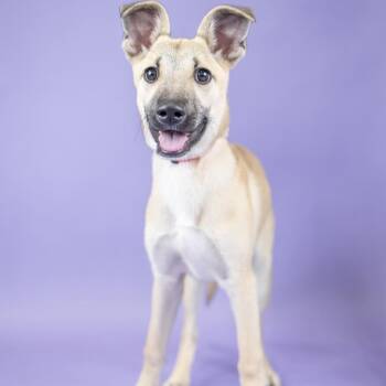 Tater -  Mixed Breed Dog for Adoption in Portland, Oregon - Tater | PetCurious