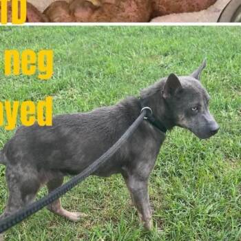 Jewel-3977 -  Mixed Breed Dog for Adoption in Marshall, Virginia - Jewel-3977 | PetCurious