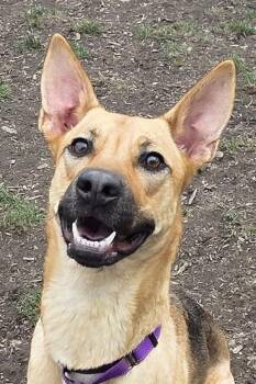 German Shepherd Dog Dogs Available for Adoption - Sadie | PetCurious