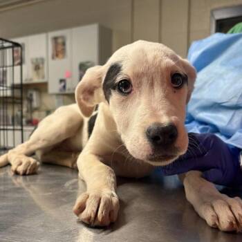 Leia -  Mixed Breed Dog for Adoption in Huntington, West Virginia - Leia | PetCurious
