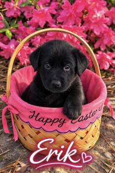 Labrador Retriever Dogs Available for Adoption - Erik  | PetCurious