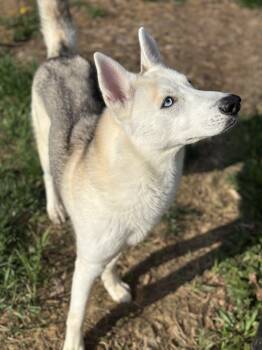 Husky Dogs Available for Adoption in Stafford, Virginia - Willow  | PetCurious