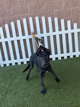 Rescue German Shepherd Dog and Mixed Breed Dogs for Adoption in Modesto, California - RACE | PetCurious