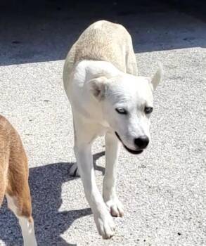 A815758 -  Husky Dog for Adoption in San Antonio, Texas - A815758 | PetCurious