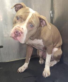 A821847 -  American Staffordshire Terrier Dog for Adoption in San Antonio, Texas - A821847 | PetCurious
