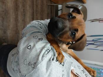 Rescue Coonhound Dogs for Adoption in New Palestine, Indiana - Cougar | PetCurious