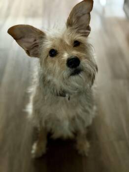 Ellie May -  West Highland White Terrier Westie Dog for Adoption in Conroe, Texas - Ellie May | PetCurious