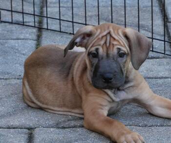 Autumn -  Mixed Breed Dog for Adoption in Ellicott City, Maryland - Autumn | PetCurious