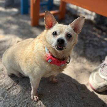 Chihuahua Dogs Available for Adoption in Port Richey, Florida - Biscuit | PetCurious