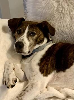 Cattle Dog Dogs Available for Adoption in Nashville, Tennessee - Ollie | PetCurious
