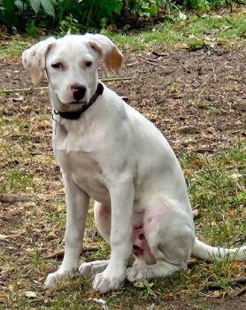 Rescue Labrador Retriever Dogs for Adoption in North Prairie, Wisconsin - **BOWIE** | PetCurious