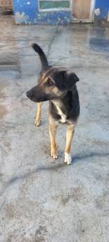 Rescue Afghan Hound and Shepherd Dogs for Adoption in Ramona, California - Petrol (KSAR) | PetCurious