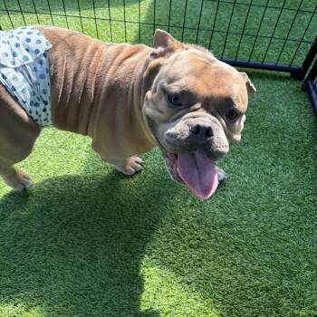 Rescue American Staffordshire Terrier Dogs for Adoption in Tampa, Florida - Cebi | PetCurious