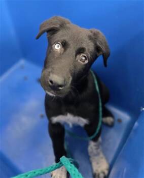 Mixed Breed Dogs Available for Adoption - DEIMOS | PetCurious