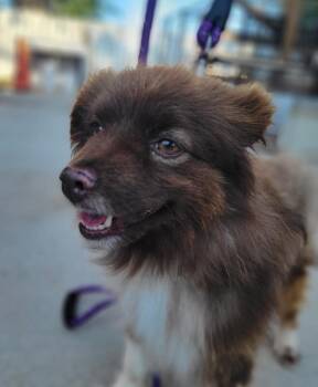 Cody -  Australian Shepherd and Mixed Breed Dog for Adoption in Severance, Colorado - Cody | PetCurious