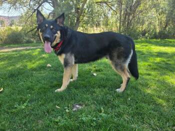 Mr. Beans -  German Shepherd Dog Dog for Adoption in Prineville, Oregon - Mr. Beans | PetCurious