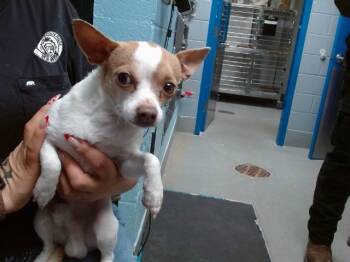 Chihuahua and Mixed Breed Dogs Available for Adoption - GARRA | PetCurious