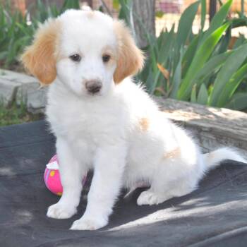 Mixed Breed Dogs Available for Adoption in Prescott, Arizona - Rudy | PetCurious