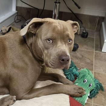 Cali -  Mixed Breed Dog for Adoption in Gloucester, Virginia - Cali | PetCurious