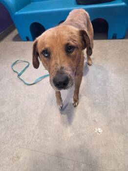 Jax -  Mixed Breed Dog for Adoption in Bossier City, Louisiana - Jax | PetCurious