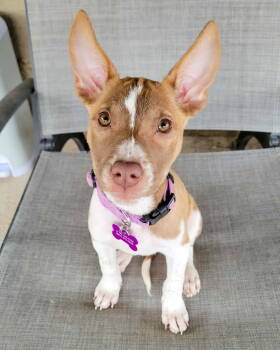 Rescue American Staffordshire Terrier Dogs for Adoption in Corona, California - Avery | PetCurious