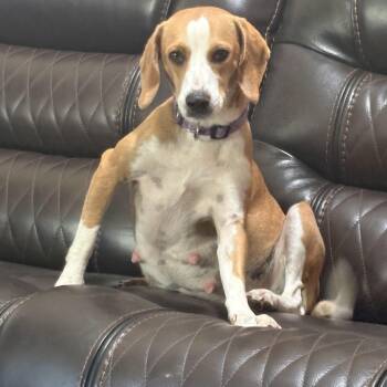 Rescue Beagle Dogs for Adoption in Maryville, Tennessee - Sadie (available Soon) | PetCurious