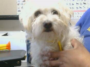 A928067 -  Maltese and Mixed Breed Dog for Adoption in Sacramento, California - A928067 | PetCurious